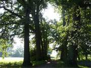 Wunderbares Licht im Frhherbst: Eichenalle am Wasserschloss von Mellenthin.