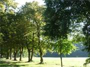 Eichen und Linden: Allee rund um das Wasserschloss zu Mellenthin im Hinterland der Insel Usedom.