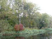 Farbtupfer: Rotes Laub am der Ostseekste zugewandten Ufers des Klpinsees.