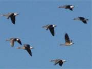 Vorwinterliche Flugbewegungen: Graugnse fliegen ber den Nepperminer See.