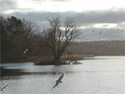 Die Inselmitte von Usedom: Die Schwaneninsel im Klpinsee.