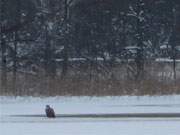 Schwere Zeit: Ein Seeadler hat auf dem Kölpinsee freies Wasser entdeckt.