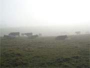 Nebel am Achterwasser: Rinder auf dem Loddiner Höft.