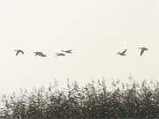 Auf der Halbinsel Loddiner Höft: Wildgänse fliegen über die Melle.