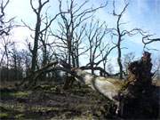 Umgestürzte Baumruinen liegen auf dem sumpfigen Untergrund des Zerninmoores.