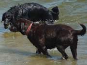 Spaß für Vierbeiner: Hunde am Strand des Bernsteinbades Ückeritz.