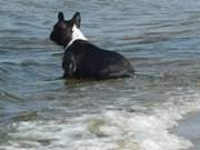 Das Ostseewasser testen: Hund am Strand des Ostseebades Bansin.