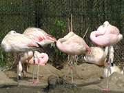 Ein Hauch von Exotik: Flamingos im Vogelpark Marlow.