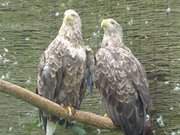Stattliche Tiere: Seeadlerpaar im Vogelpark Marlow.