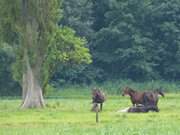 Im Hinterland der Insel Usedom: Pferde in der Nähe von Pudagla.