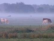 Weideland bei Koserow: Aufsteigender Nebel hllt die Khe ein.