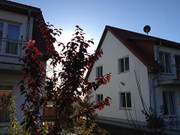 Ferienwohnungen im Seebad Loddin: Novembersonne auf der Insel Usedom.