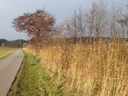 Schilfrain: Ein Weg durch das Weide- und Ackerland bei Pudagla.