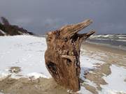 Strandgut: Baumwurzel am verschneiten Ostseestrand von ckeritz.