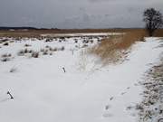 Flacher Weidezaun: Tief verschneite Wiesen am Achterwasser.