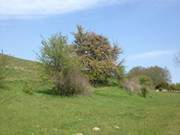Obstbaum auf dem Möwenort, der Südspitze der Halbinsel Gnitz.