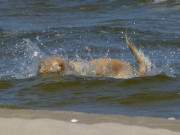 Badespaß auch für Vierbeiner: Hund im Ostseewasser.