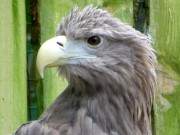 Aug in Aug: Ein Seeadler in seiner Voliere im Zoo von Rostock.