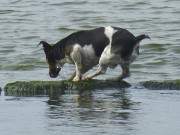 Ein wenig verzagt: Hund beim Buhnensprung in die Ostsee.