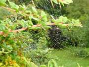 Filigran: Spinnennetz mit Tautropfen im Steinbock-Garten.