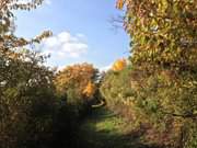 Herbstlaub in der "Usedomer Schweiz": Weg bei Alt-Sallenthin.