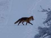 Hungrig streift ein Fuchs durch das Usedomer Wiesenland bei Stagnieß.