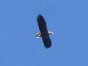 Hoch oben: Seeadler auf Erkundungsflug ber dem Zerninmoor.