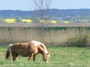 Pferd auf der Weide: Wiesenland zwischen Loddin und ckeritz.