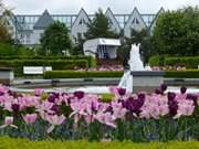 Tulpen an der Strandpromenade: Im Hintergrund die Heringsdorfer Seebrcke.