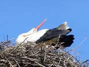 Kopf in’ Nacken: Storch beim Klappern.