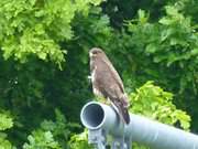 Hochsitz: Bussard auf der kommunalen Stromversorgung.