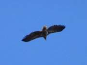 Naturpark Insel Usedom: Ein Seeadler zieht seine Bahn.