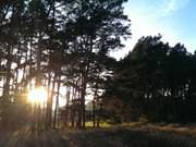 Letzte Sonnenstrahlen: Im Hinterland der Insel Usedom.