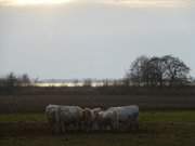 Am Achterwasser: Rinder auf der Weide nahe ckeritz.