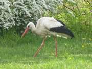 Naturpark Insel Usedom: Storch bei Morgenitz.