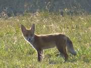 Aufmerksam: Junger Fuchs auf dem Loddiner Hft.