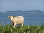 Kuh am Meer: Insel Ruden zwischen Usedom und Rgen.