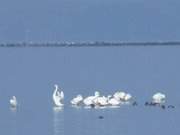 Auf dem Peenemünder Haken: Wasservögel vor der Insel Ruden.
