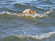Badespaß: Ein Hund bringt Stöckchen aus der Ostsee.