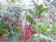 Weidorn mit Frchten: Spinnennetze im Herbst.