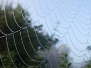 Wie eine Perlenkette: Regentropfen an Spinnennetz.