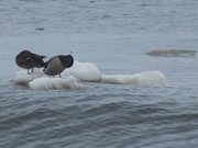 Eisschollen: Entenpaar auf der Ostsee bei Koserow.