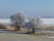 Winterurlaub auf Usedom: Bereifte Bume auf dem Loddiner Hft.