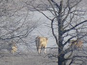 Rinder auf der Weide: Winterlandschaft am Seebad Loddin.
