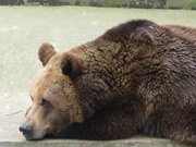 Winterruhe im Wolgaster Tierpark: Br meditiert.