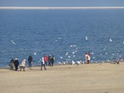 Schwäne füttern: Besucher auf dem Strand von Swinemünde.