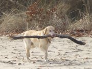 Ehrgeizig: Hund mit besonders groem Stckchen am Strand.