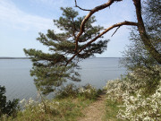 Alles blht: Mai auf der Usedomer Halbinsel Gnitz.