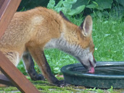 Durst an warmen Tagen: Der junge Fuchs trinkt.