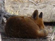Schlfchen am Vormittag: Junger Fuchs auf dem Peenemnder Haken.